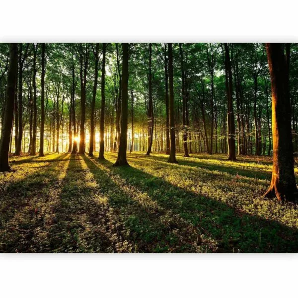 Fotobehang - Spring: Morning in the Forest