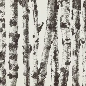Fotobehang - Stately Birches - First Variant
