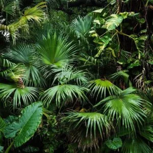 Fotobehang - Sunny Jungle