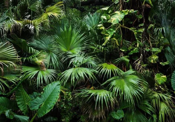Fotobehang - Sunny Jungle