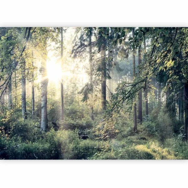 Fotobehang - Tales of a Forest