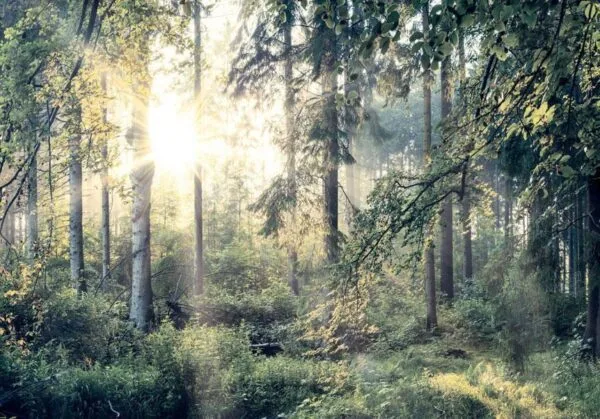 Fotobehang - Tales of a Forest