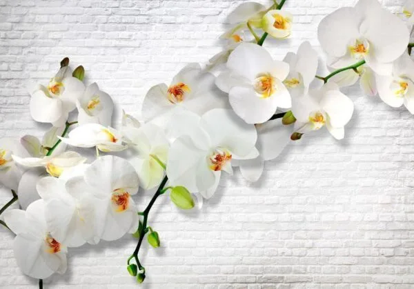 Fotobehang - The Urban Orchid