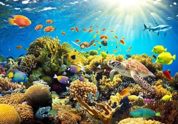 Fotobehang - Underwater Land