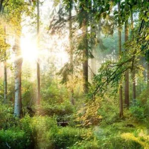 Fotobehang - Untamed Nature