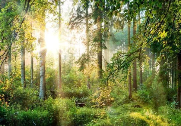 Fotobehang - Untamed Nature