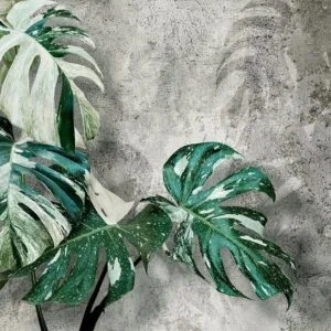 Fotobehang - Variegata