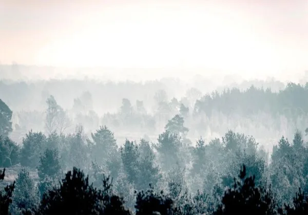 Fotobehang - Winter Forest