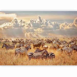 Fotobehang – Zebra Land 400x280