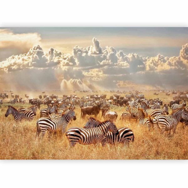 Fotobehang – Zebra Land 400x280