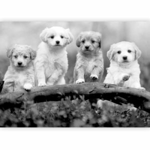 Fotobehang – Four Puppies 400x280