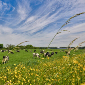 Fotobehang Koeien in de Wei 1016 Holland