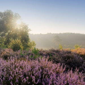 Fotobehang Posbank Zonsopgang 1823 Holland
