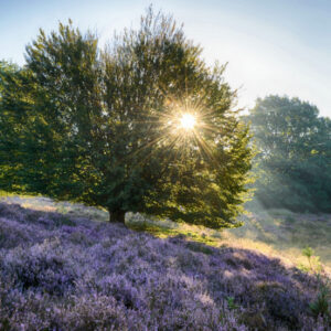Fotobehang Posbank Zonsopgang II 1865 Holland