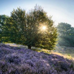 Fotobehang Posbank Zonsopgang II 1865 Holland