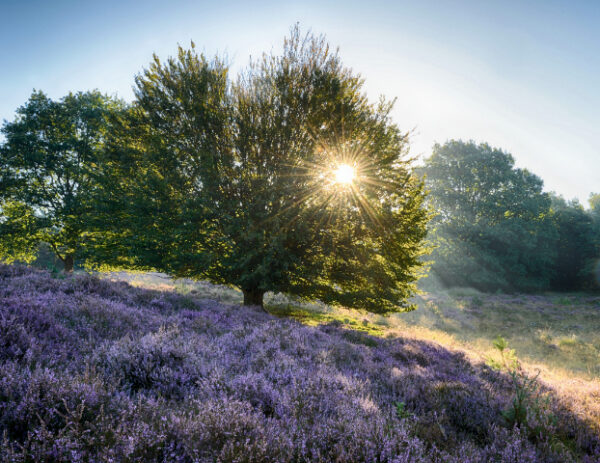 Fotobehang Posbank Zonsopgang II 1865 Holland