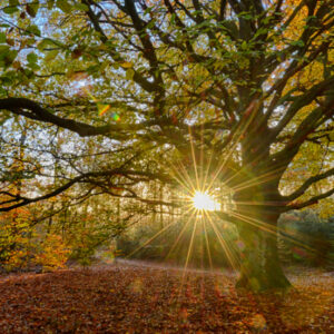 Fotobehang Oude Beukenboom 2032 Holland
