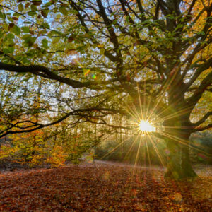 Fotobehang Oude Beukenboom 2032 Holland