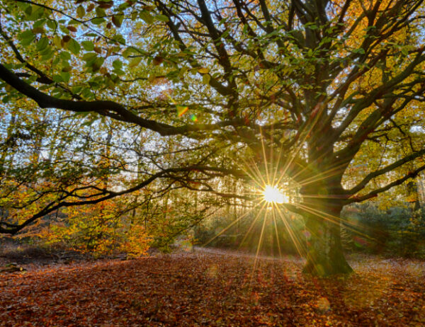 Fotobehang Oude Beukenboom 2032 Holland