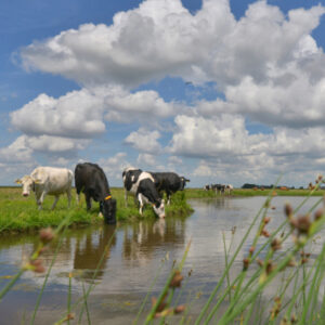 Fotobehang Koeien langs de sloot 2128 Holland