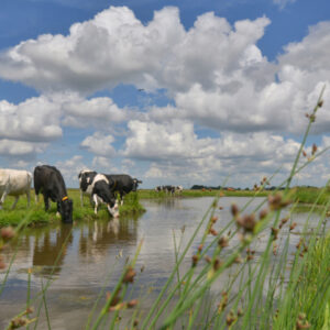 Fotobehang Koeien langs de sloot 2128 Holland
