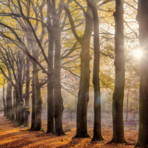 Fotobehang Beukenlaantje Herfst 2144 Holland