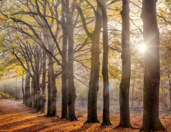 Fotobehang Beukenlaantje Herfst 2144 Holland
