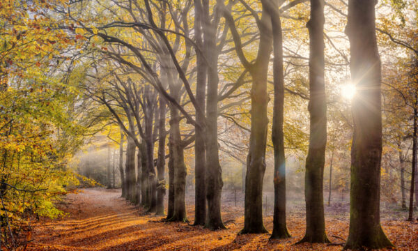 Fotobehang Beukenlaantje Herfst 2144 Holland