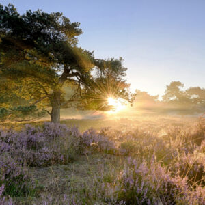 Fotobehang Ederheide Zonsopgang 2152 Holland