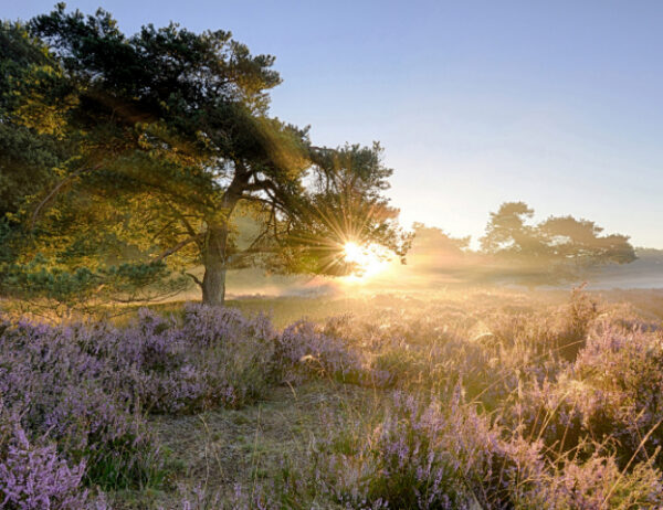 Fotobehang Ederheide Zonsopgang 2152 Holland