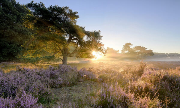 Fotobehang Ederheide Zonsopgang 2152 Holland