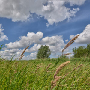 Fotobehang Eemland Grasland 2166 Holland