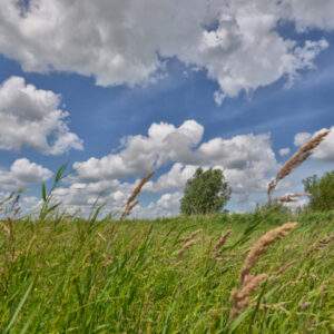Fotobehang Eemland Grasland 2166 Holland