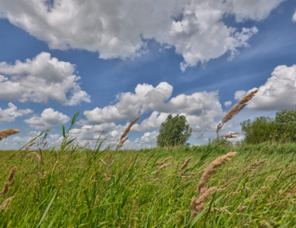 Fotobehang Eemland Grasland 2166 Holland