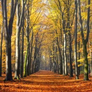 Fotobehang Beukenlaantje Herfst II 2201 Holland