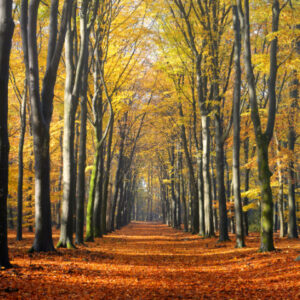 Fotobehang Beukenlaantje Herfst II 2201 Holland
