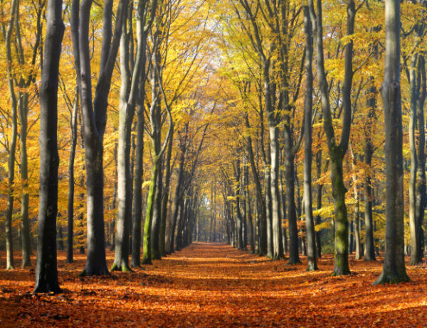 Fotobehang Beukenlaantje Herfst II 2201 Holland