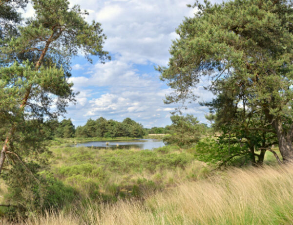 Fotobehang Dommeldal 2864 Holland