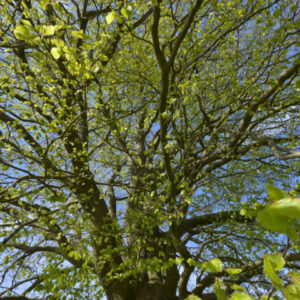 Fotobehang Beukenblad voorjaar 3354 Holland