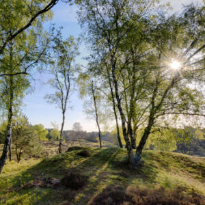 Fotobehang Berkenbossen bij de Mossel 3495 Holland