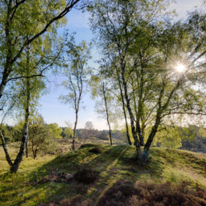 Fotobehang Berkenbossen bij de Mossel 3495 Holland