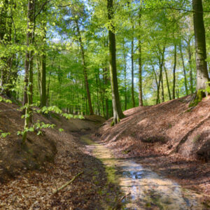Fotobehang Mariendaal Bosbeek 3506 Holland