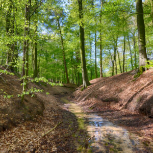 Fotobehang Mariendaal Bosbeek 3506 Holland