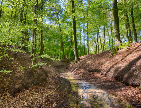 Fotobehang Mariendaal Bosbeek 3506 Holland