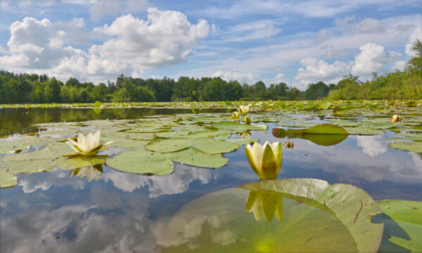 Fotobehang Loosdrecht 4420 Holland