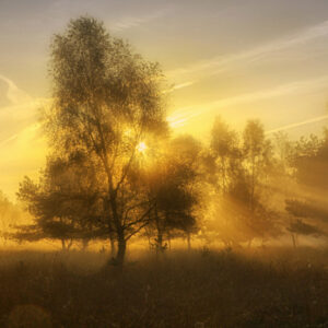 Fotobehang Herfstochtend II 4611 Holland