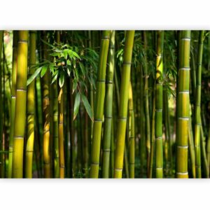 Fotobehang - Eucalyptus alley – bamboo grove in juicy green tone