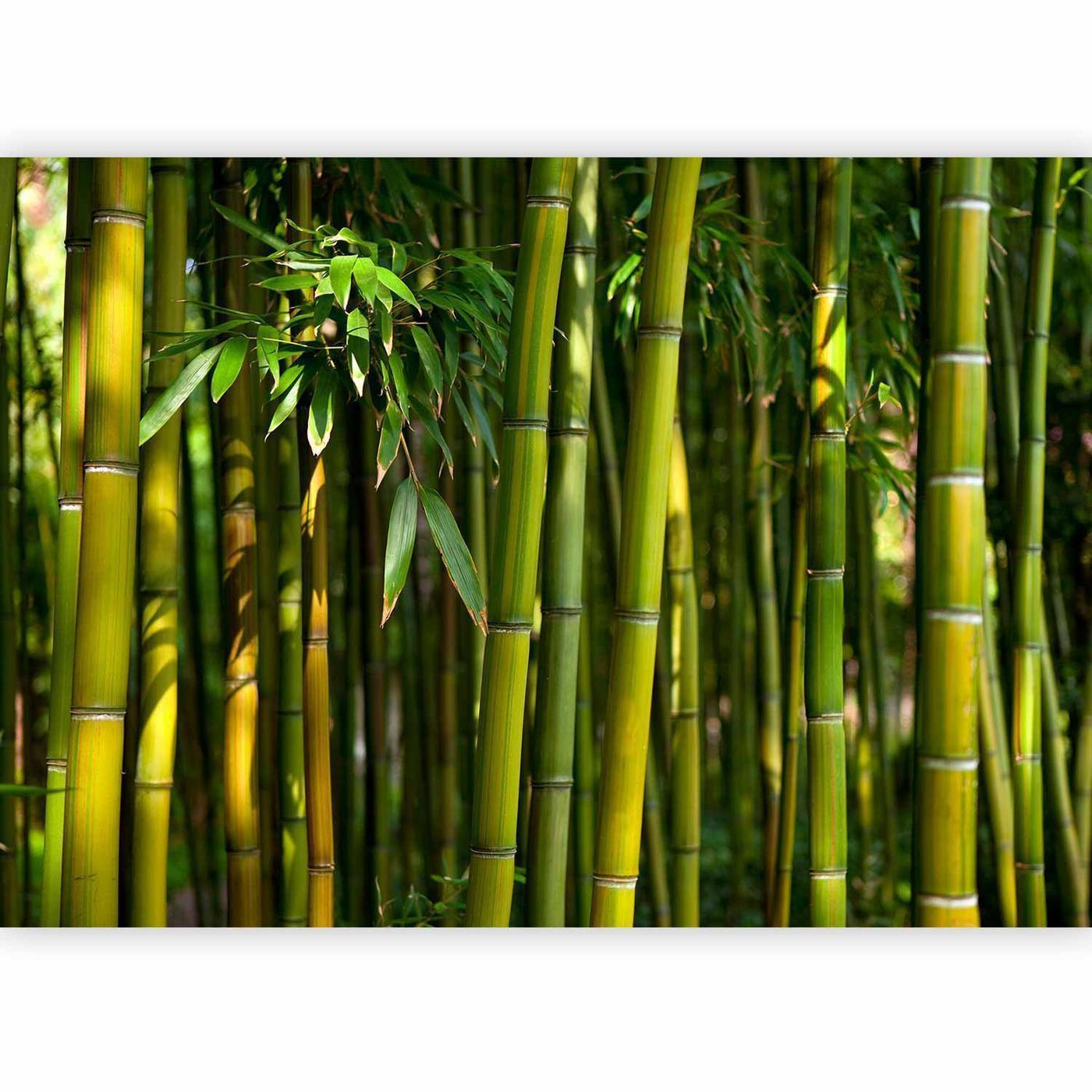 Fotobehang - Eucalyptus alley – bamboo grove in juicy green tone