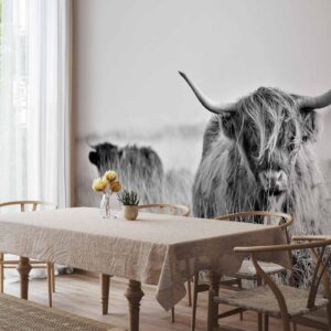 Fotobehang - Highland Cattle