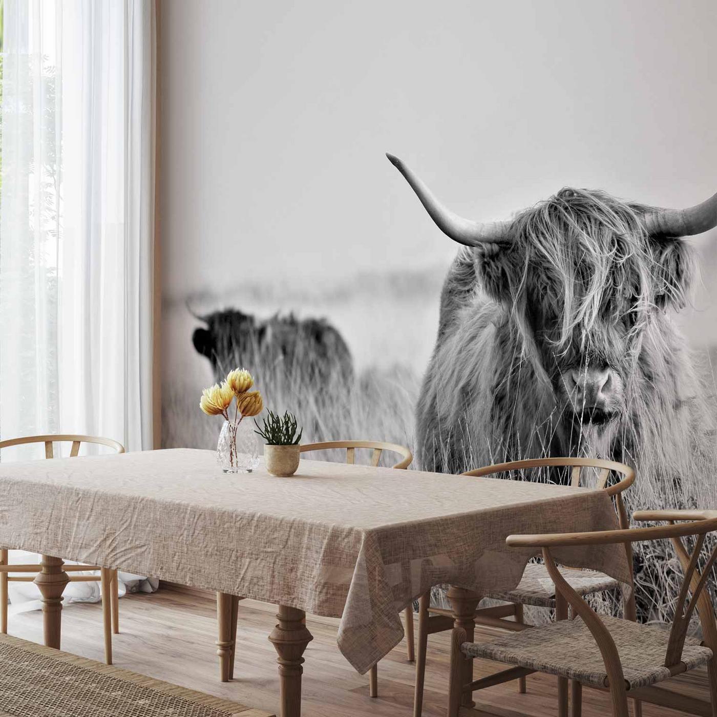 Fotobehang - Highland Cattle